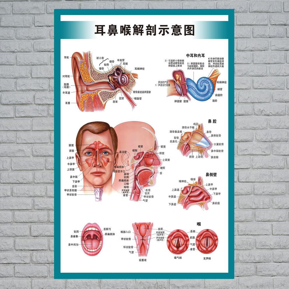 人体内脏耳鼻咽喉五官解剖疾病示意图医院穴位中医养生海报挂图鼻部