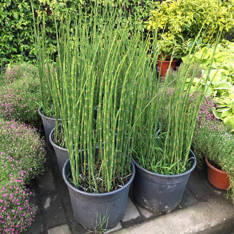 木贼盆栽笔头草笔管草四季常青耐寒过冬多年生水景植物净化水质草木贼