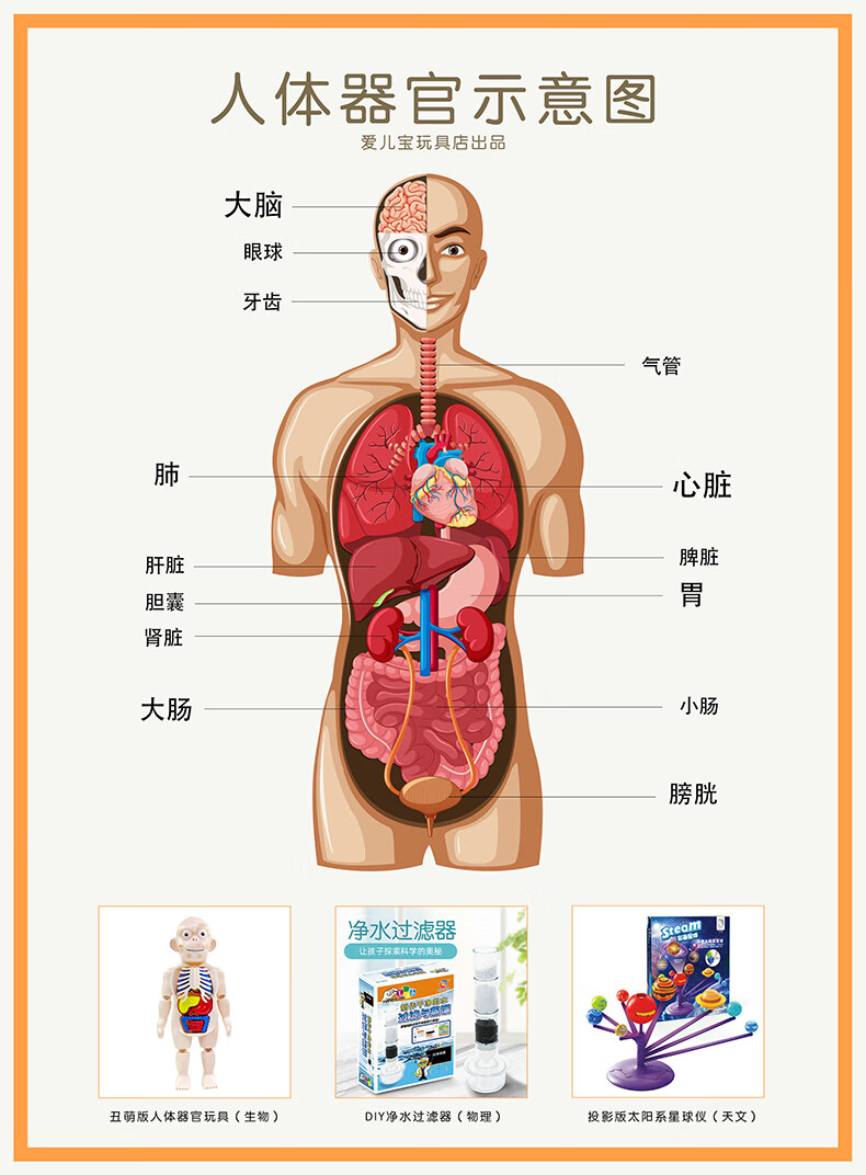 人体骨架器官分布图图片