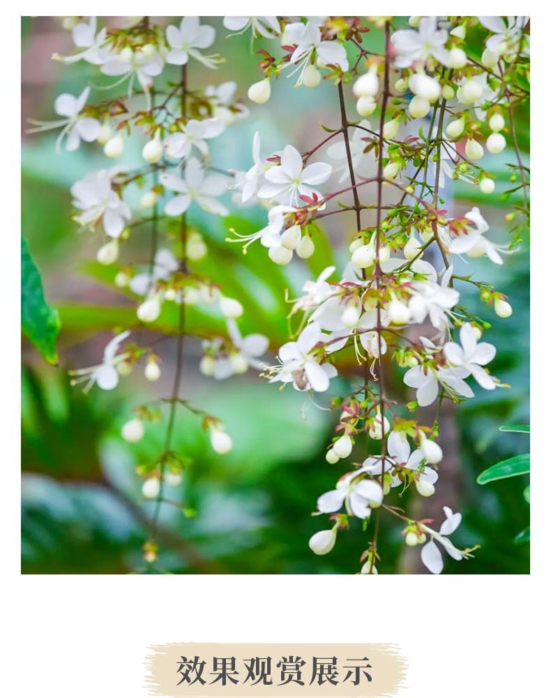 ご崎杳垂絲茉莉花盆栽垂枝茉莉泰國進口綠植白玉蝴蝶開花清香垂茉莉