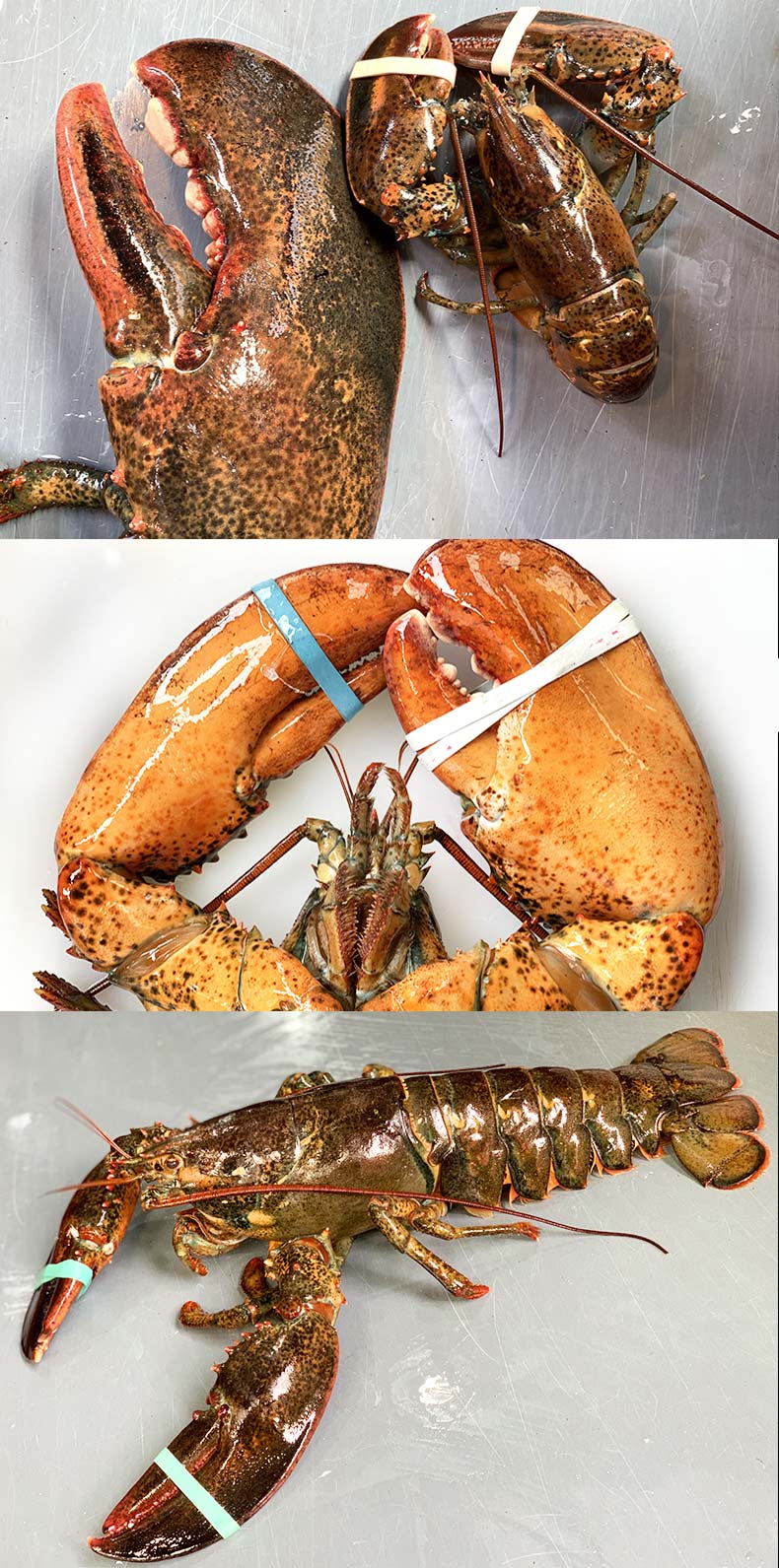 鲜活速冻超大龙虾波士顿大波龙海鲜水产1斤5斤10斤3000g