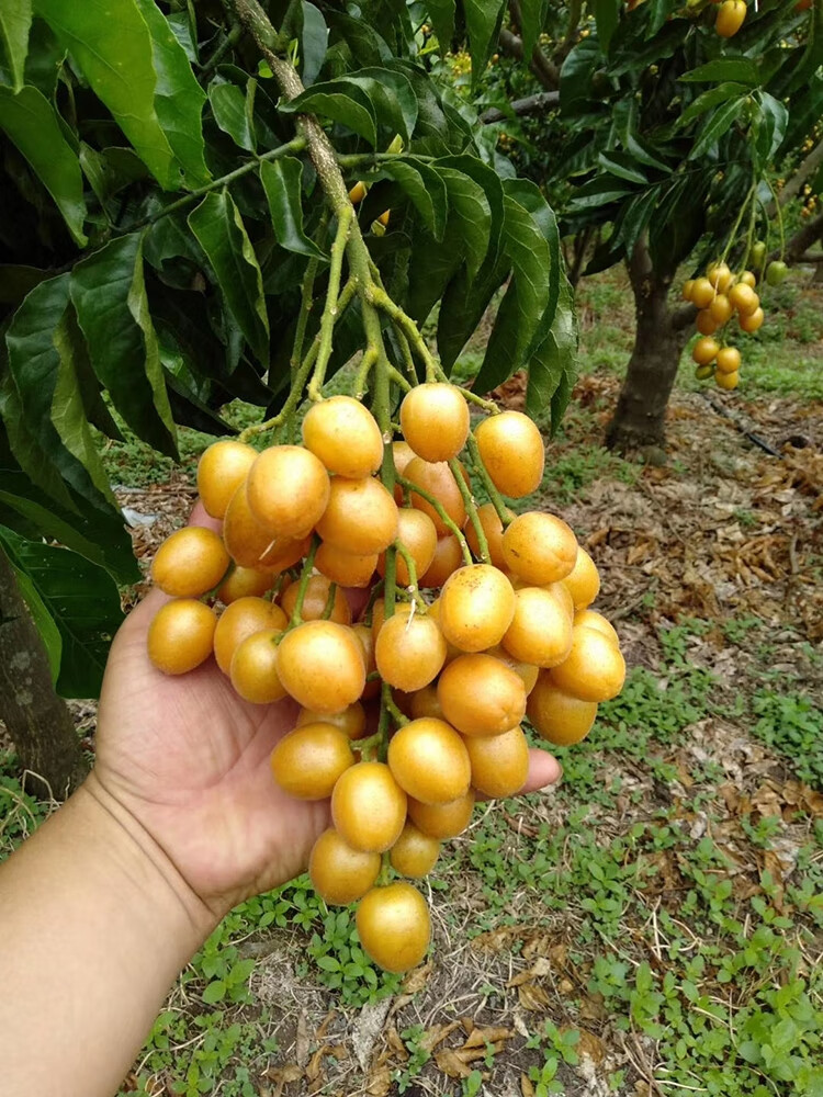 广东郁南正宗无核黄皮时令水果3斤当季新鲜孕妇可食现摘现发黄弹子3斤