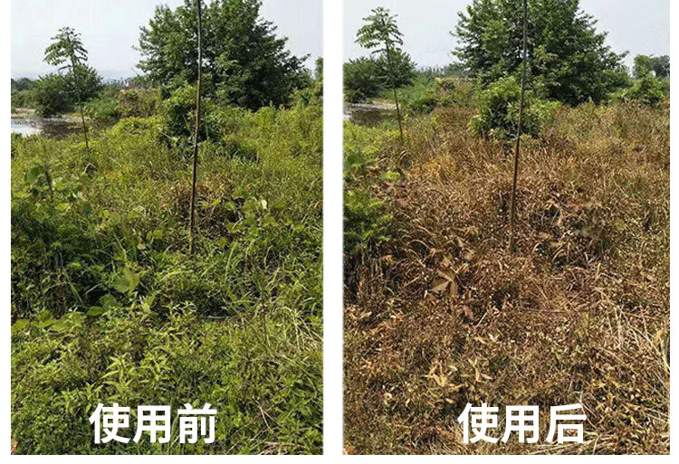纯正草胺磷不伤土壤果园茶园荒地牛筋草小飞蓬水花生杂草除草剂 5000g