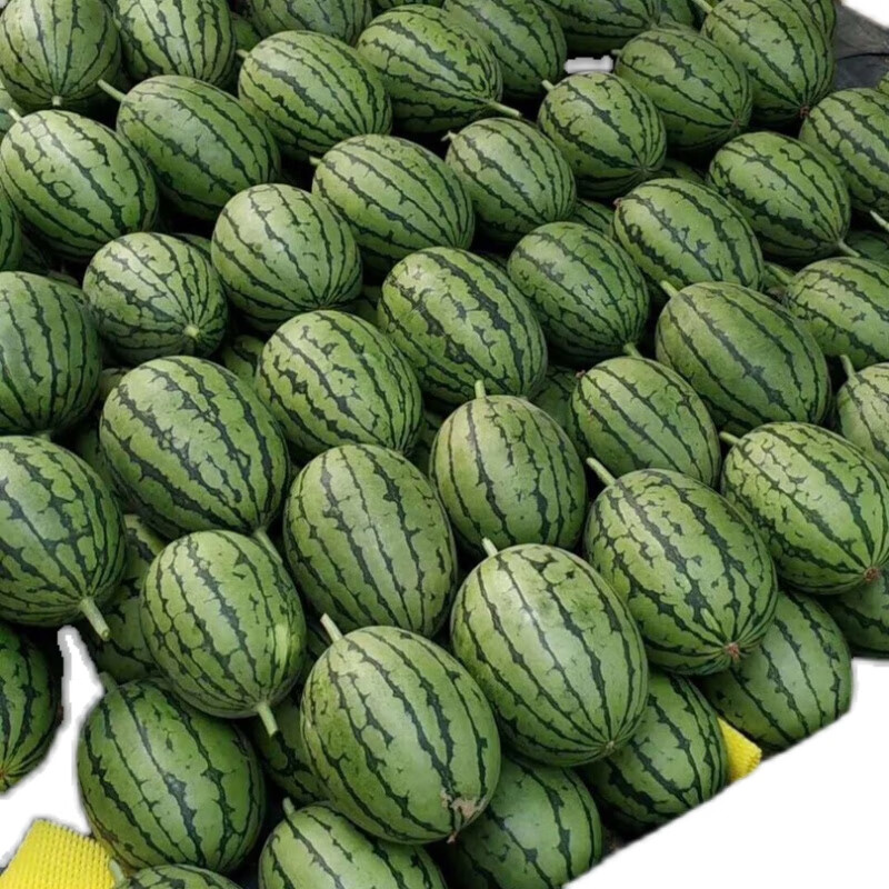 jd发货正宗庞各庄西瓜自然熟农家种植清甜可口精先水果1213斤4个装