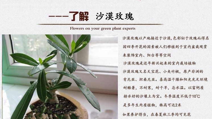 牡丹花苗多少钱一棵图片