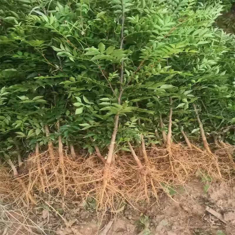 正宗大红袍花椒树麻椒树苗南北方种植耐寒耐旱盆栽地栽当年结果苗麻椒
