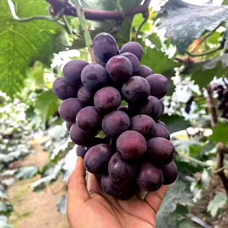 黑藤巨峰葡萄 颗粒大 甜无籽 猫眼巨峰云南产新鲜当季顺丰水果【坏果
