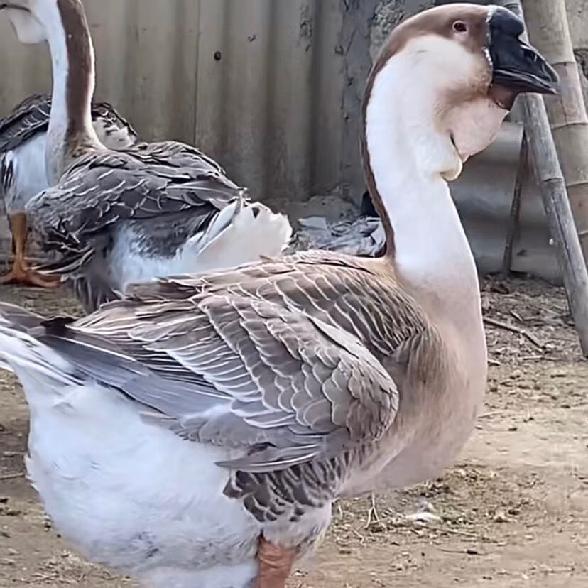 正宗狮头鹅小鹅活苗汕头特大纯种家养巨型活体灰色白狮头鹅批发 产蛋