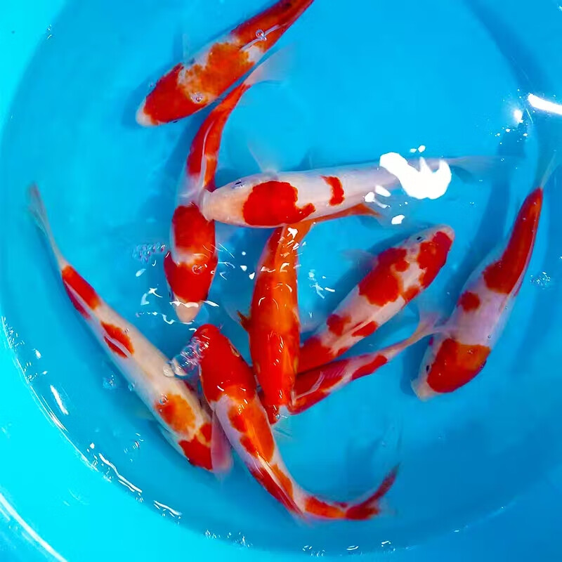 籽菁 纯种锦鲤水花昭和大正红白小型锦鲤金鱼小鱼苗冷水观赏鱼活体