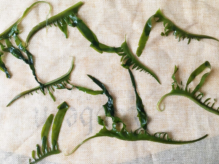 大连出口级裙带菜嫩芽海白菜盐渍半干海藻木耳眉芽睫毛菜500g 原味