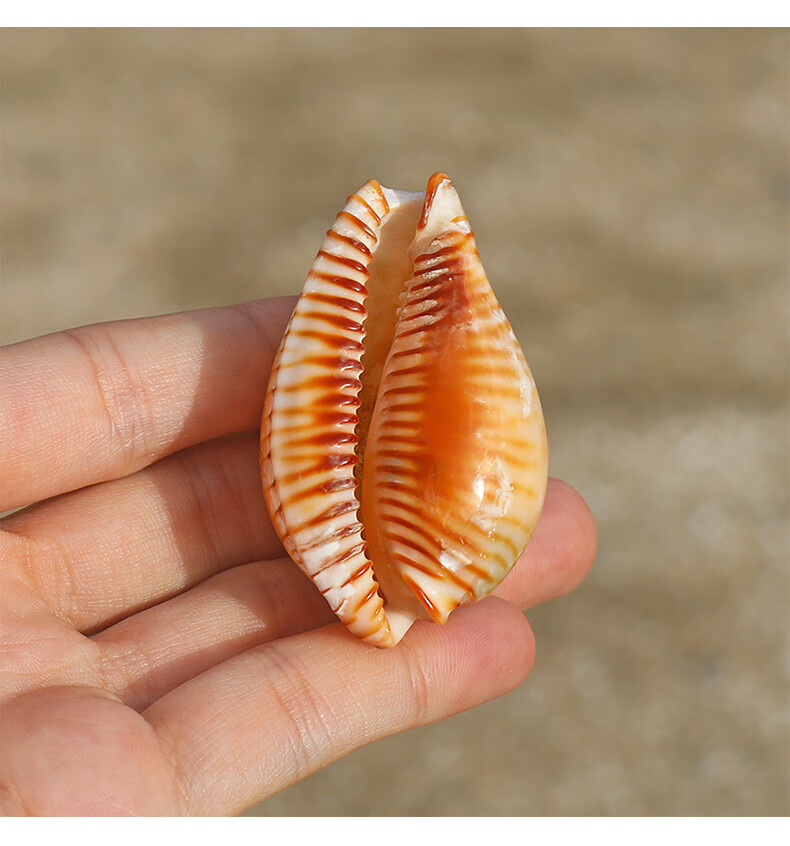 天然海螺贝壳稀有鱼缸水族造景装饰地中海家居收藏标本螺摆件精致455