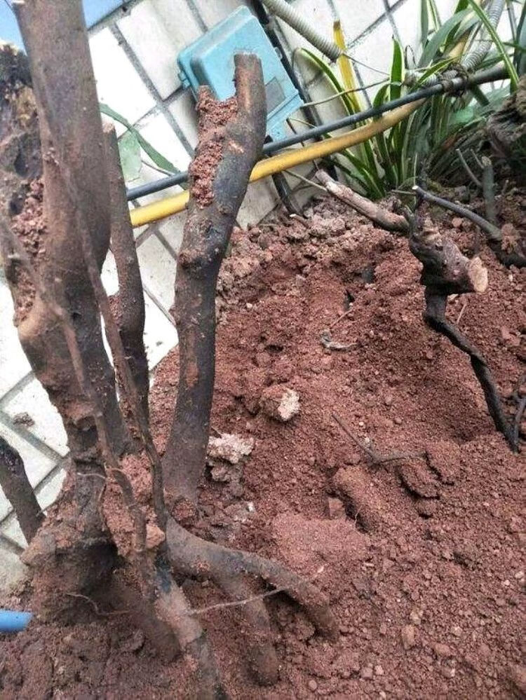 红土颗粒金弹子风化石谷子营养土通用酸性红土多肉颗粒兰花用土壤生根