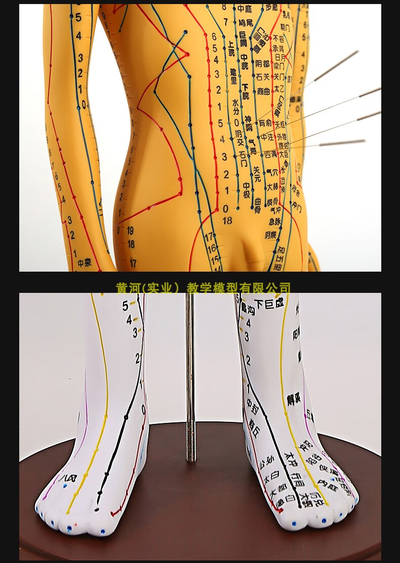中醫針灸穴位圖人體模型50cm男女模型清晰經絡小人體針灸穴位模型