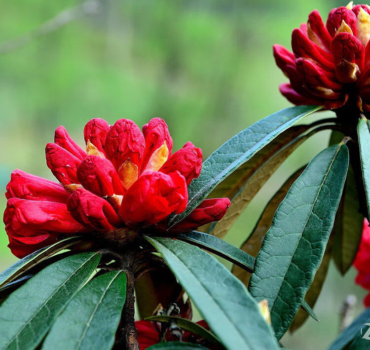 高山杜鹃马缨花苗云南大红花庭院绿植盆景盆栽苗木基地直发 15-20公分