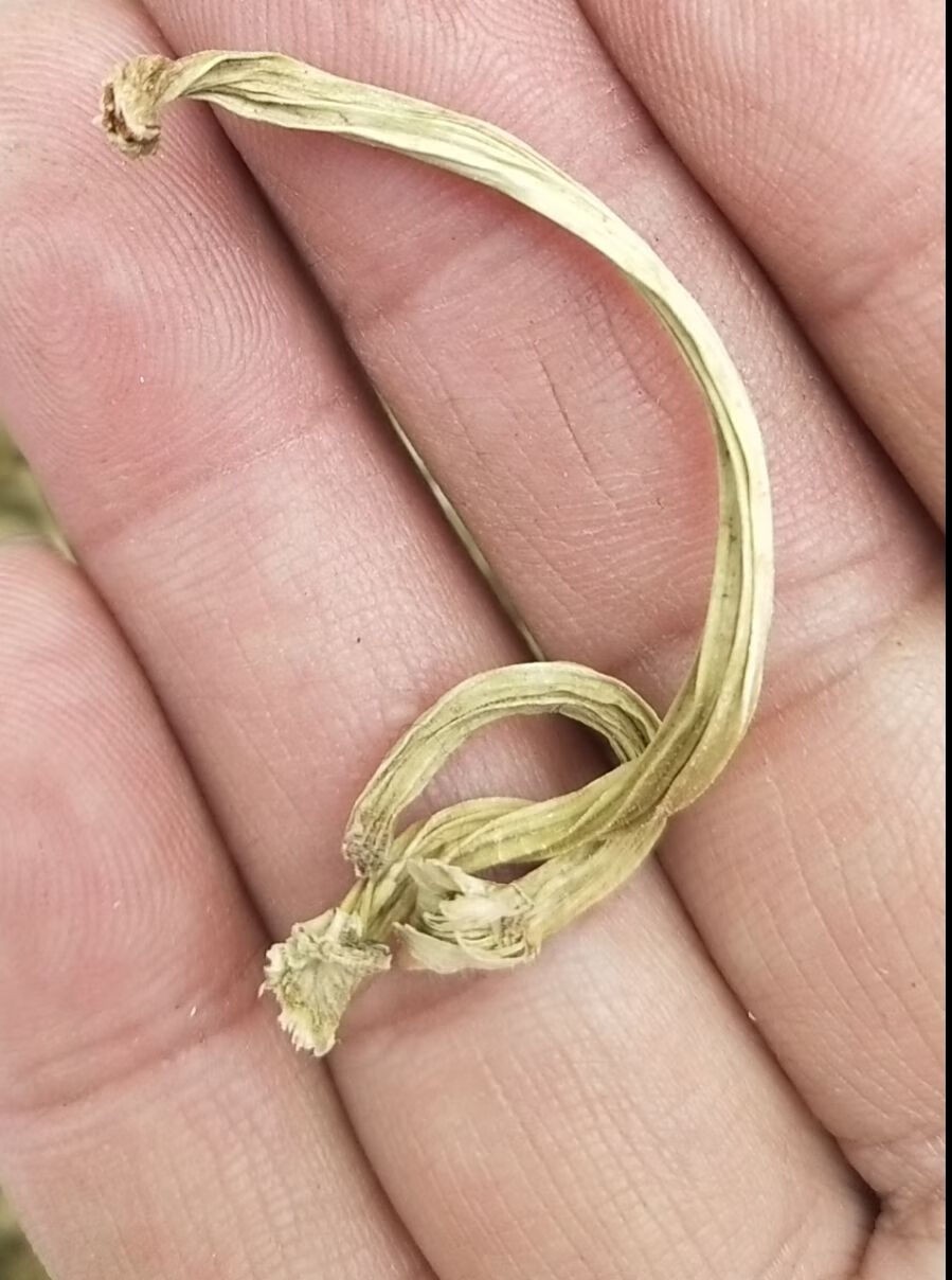 甜瓜蒂10500克无硫甜瓜蒂粉新货苦丁香野生中药材瓜蒂瓜丁甜瓜把甜瓜