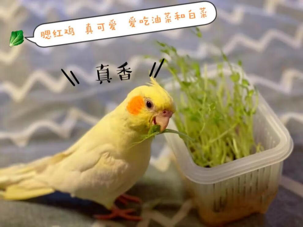 純手養玄鳳鸚鵡會說話唱歌寵物活體鳥黃化玄風幼鳥原始灰公母一對 4個