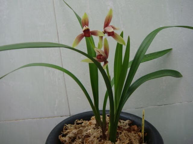 兰花建兰四季兰复色花玉红双娇人称小国魂好养发芽率高7苗连体裸根不