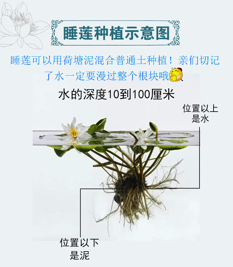 睡莲栽种方法图片