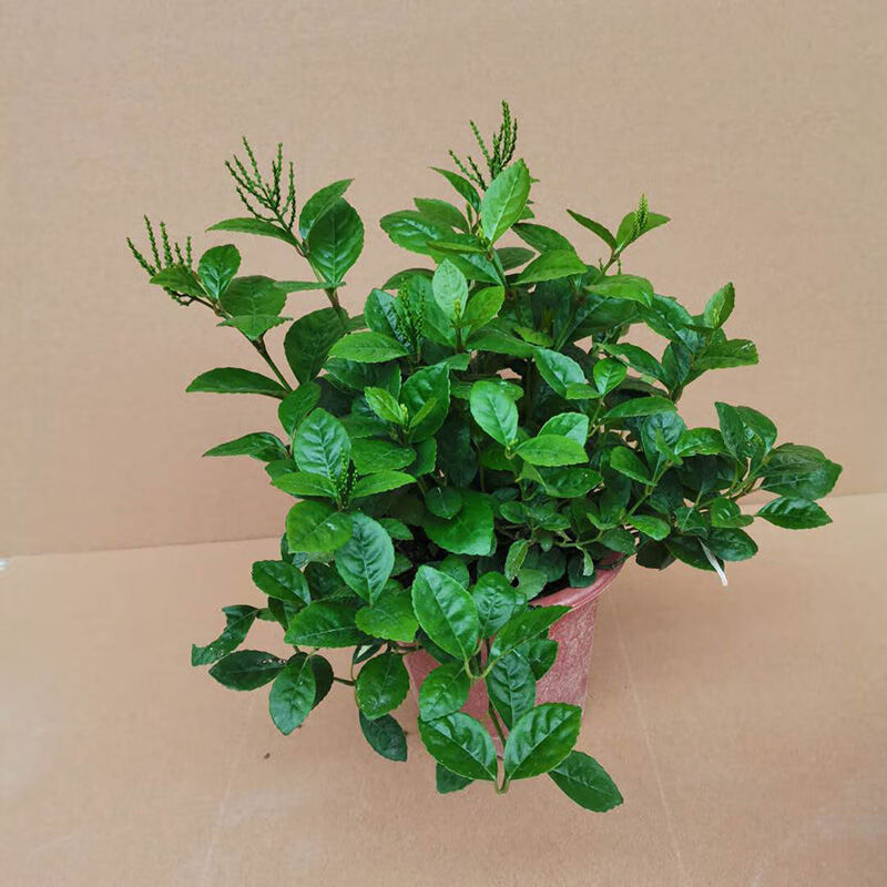 金粟兰鱼子兰鸡爪兰花香叶绿 姿态优美庭院阳台盆栽 珠兰14-18分枝(1