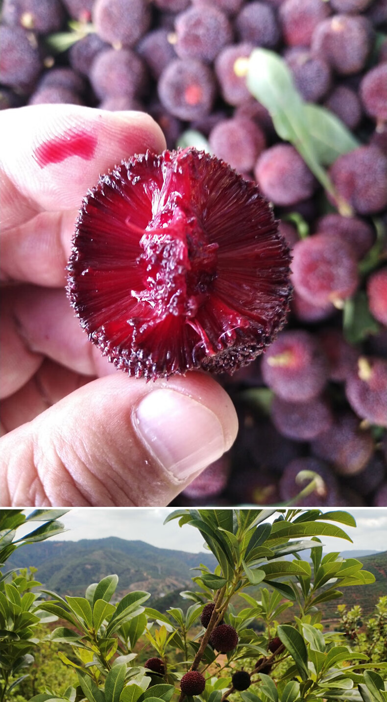 柠檬帮云南石屏新鲜野生有机早熟土杨梅鲜果大果现摘现发孕妇水果2斤