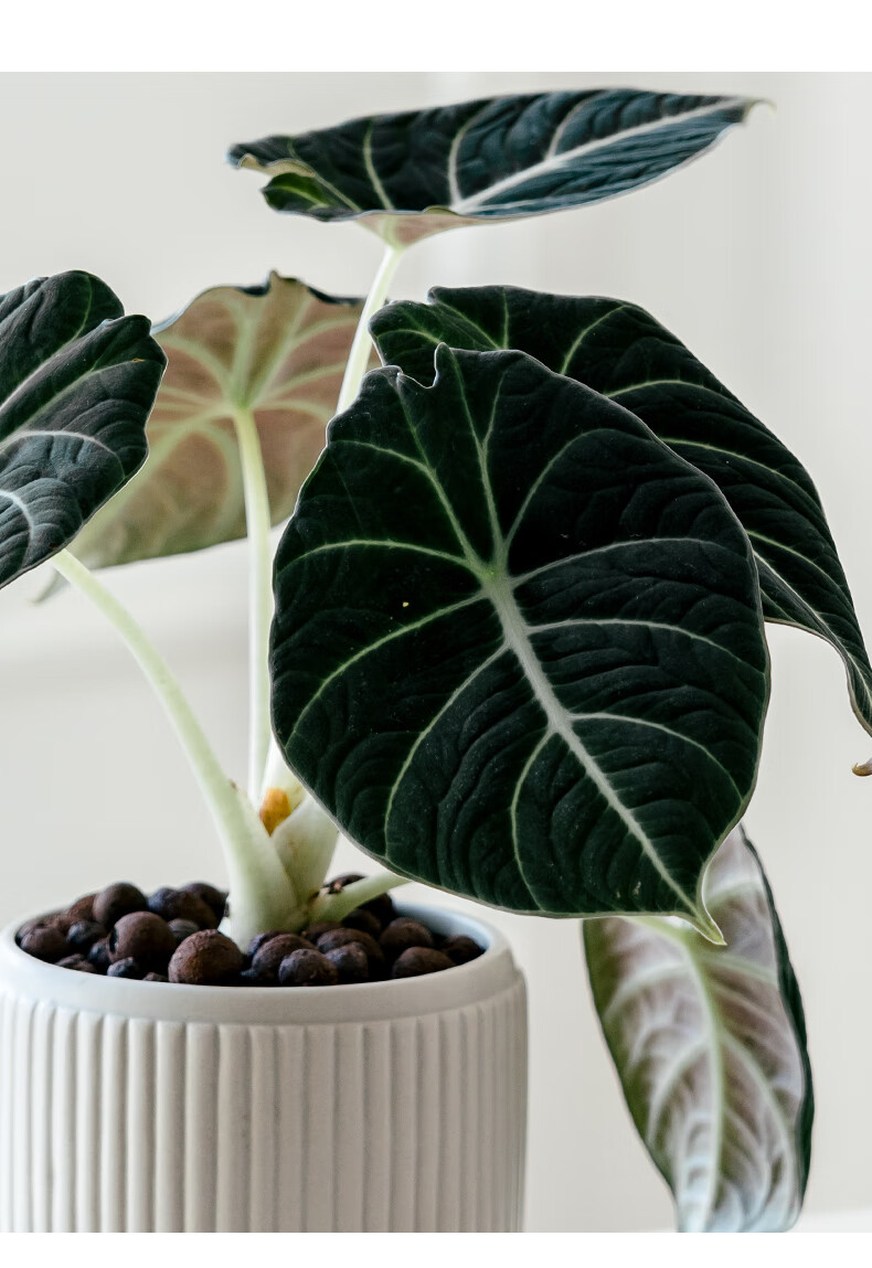 黑天鹅绒海芋盆栽室内客厅热带ins网红绒面观叶植物喜湿好养绿植 黑