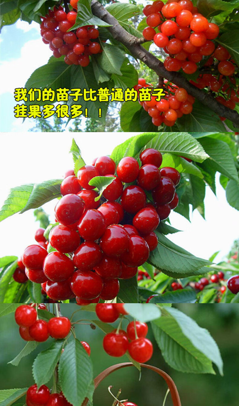 樱桃树大苗庭院果树苗盆栽樱桃苗阳台水果苗南北方种植水果苗当年结果