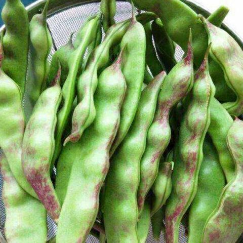 东北油豆角种子将军一点红豆角种子开锅烂无筋四季豆宽油豆角种子 -量