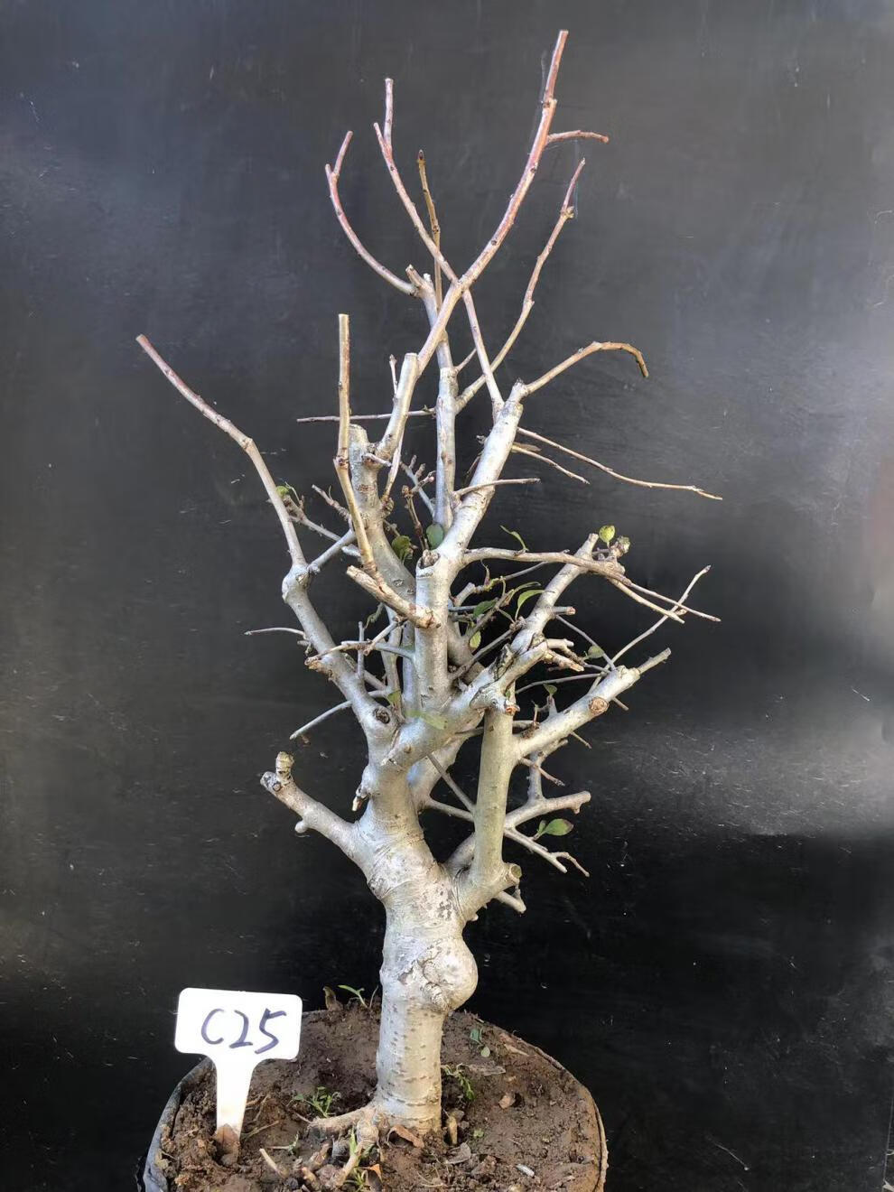 垂丝海棠植物室内好养植物老桩花卉树苗盆栽海棠盆景花卉盆栽红色 8年