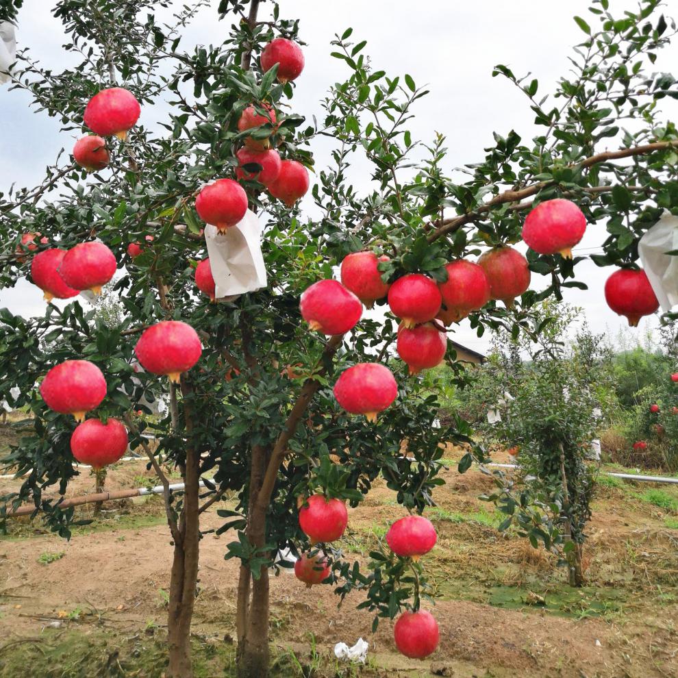 带土发货石榴树大树软子甜石榴树苖盆庭院突尼斯特大当年结果黑软仔3