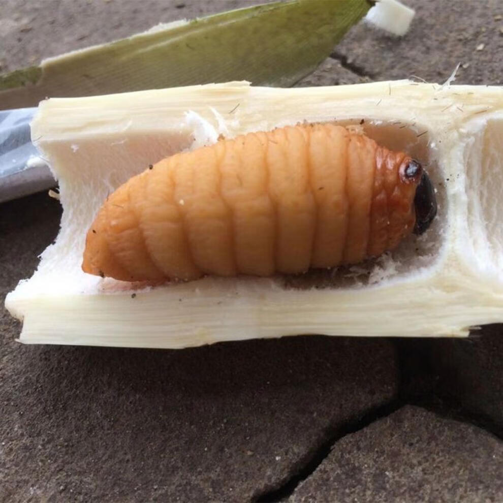 竹虫新鲜 速冻大竹虫竹笋虫竹蛹干冻无冰大竹蛆笋蛆