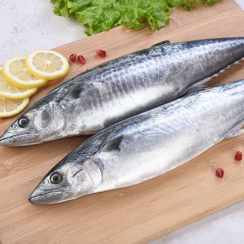 马鲛鱼新鲜海捕马鲛鱼鲜活鲅鱼燕尾鲅鱼大号鲅鱼整条 1斤-1斤半/条