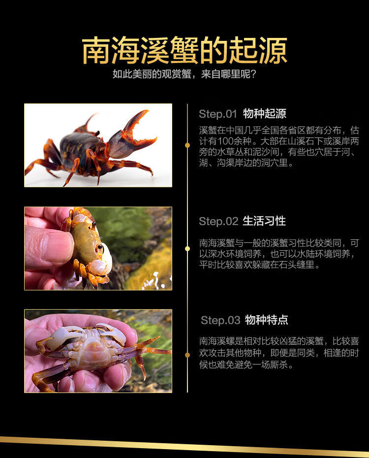 南海溪蟹观赏蟹爬虫爬宠紫罗兰束腰蟹田蟹溪蟹相守蟹爬虫爬宠物南海