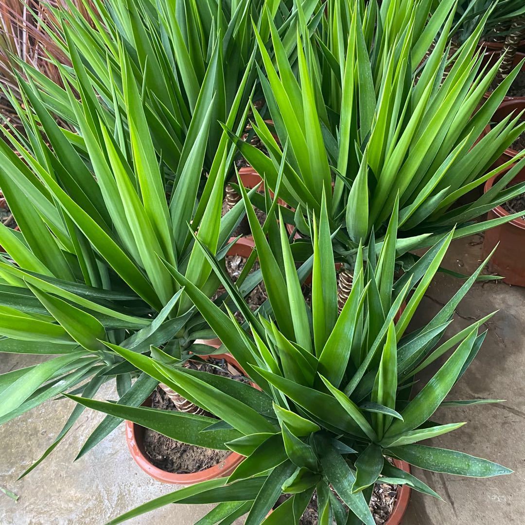 送货上门荷兰铁植物大型盆栽办公室客厅观叶净空气除甲醛盆景北欧室内