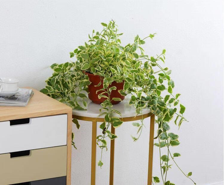 花叶蔓盆栽绿植常春藤垂吊植物吊兰水培室内阳台庭院净化空气 花叶蔓