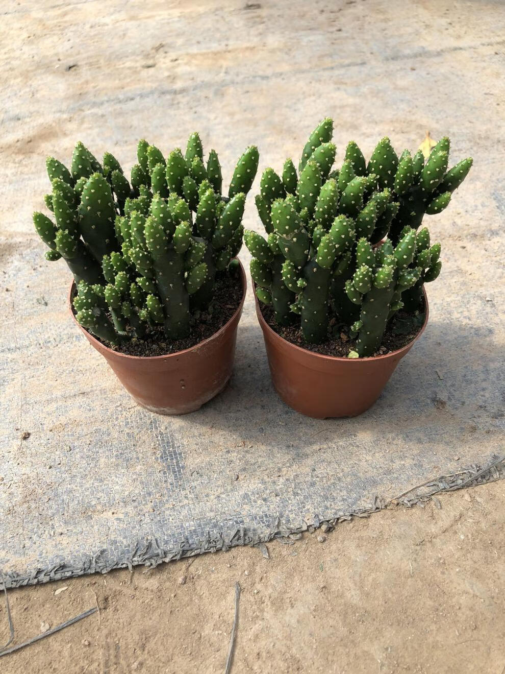 财手多肉植物组合盆栽摇钱树仙人掌又名姬珊瑚卉绿植多肉小盆栽手2盆