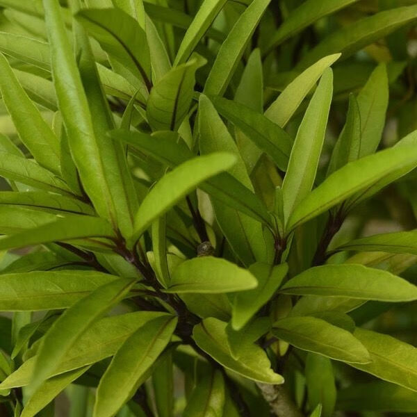 有仁堂 10斤跌打续骨新鲜小驳骨 接骨草 驳骨草 10斤跌打续骨新鲜小驳