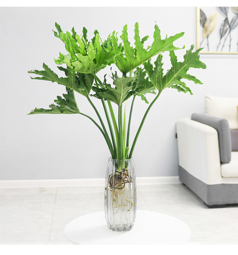 花卉绿植耐阴水养小天使春雨北欧ins风 单发植物水培春羽25-30cm3株