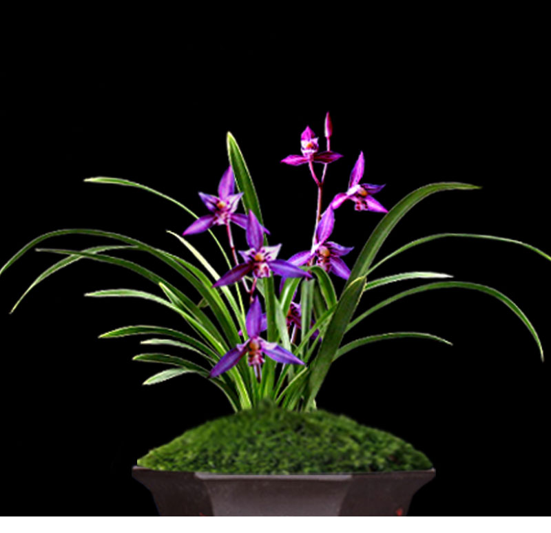 兰花苗盆栽植物名贵建兰四季金边紫美人室内好养浓香名贵绿植花卉 百