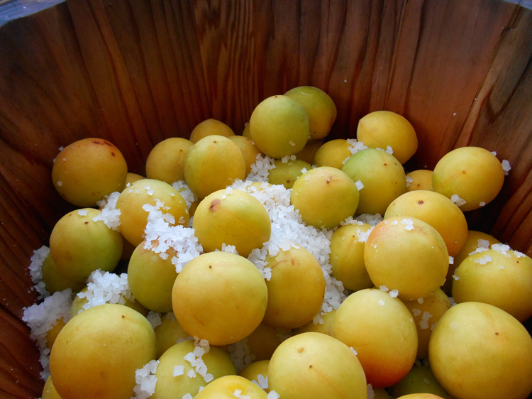 广西南宁横县酸梅子自家腌制浸咸梅盐水梅梅子 横县酸梅子250克(真空