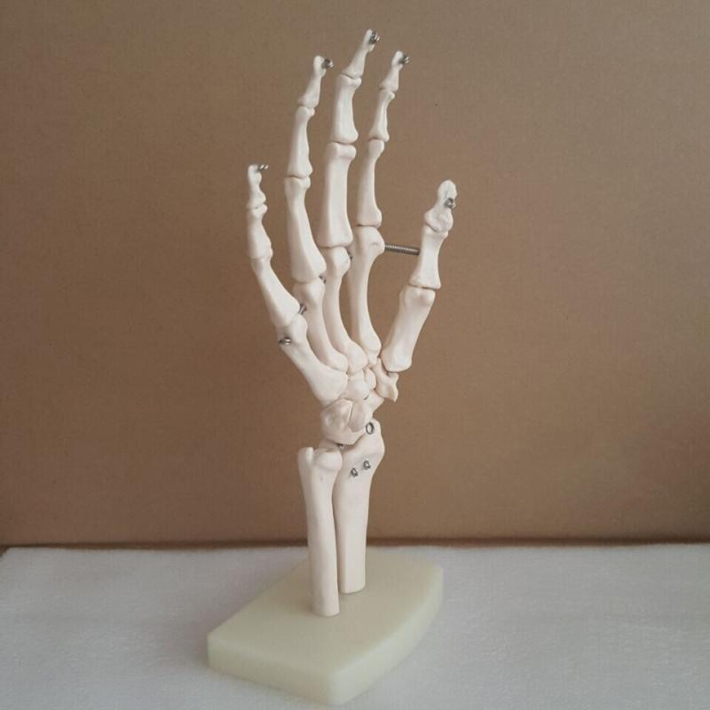 安甲医学人体手关节模型手骨尺骨桡骨模型人体骨骼手足