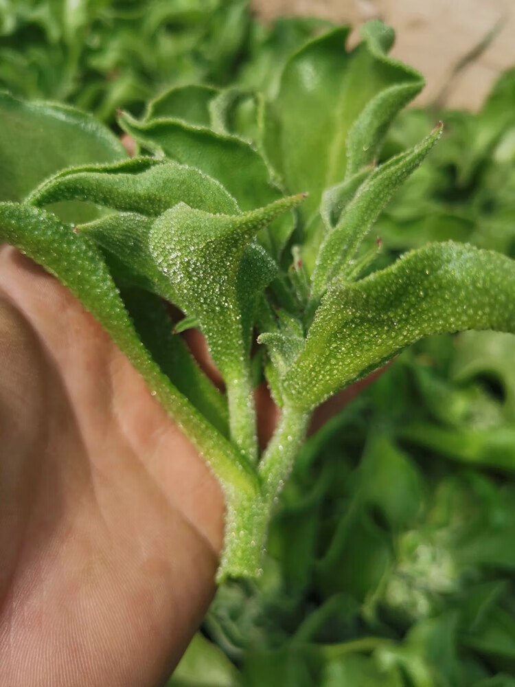 姜芮蔬菜種籽冰菜種子冰草籽種冰菜苗水晶四季菜種籽大全野菜種孑冰菜