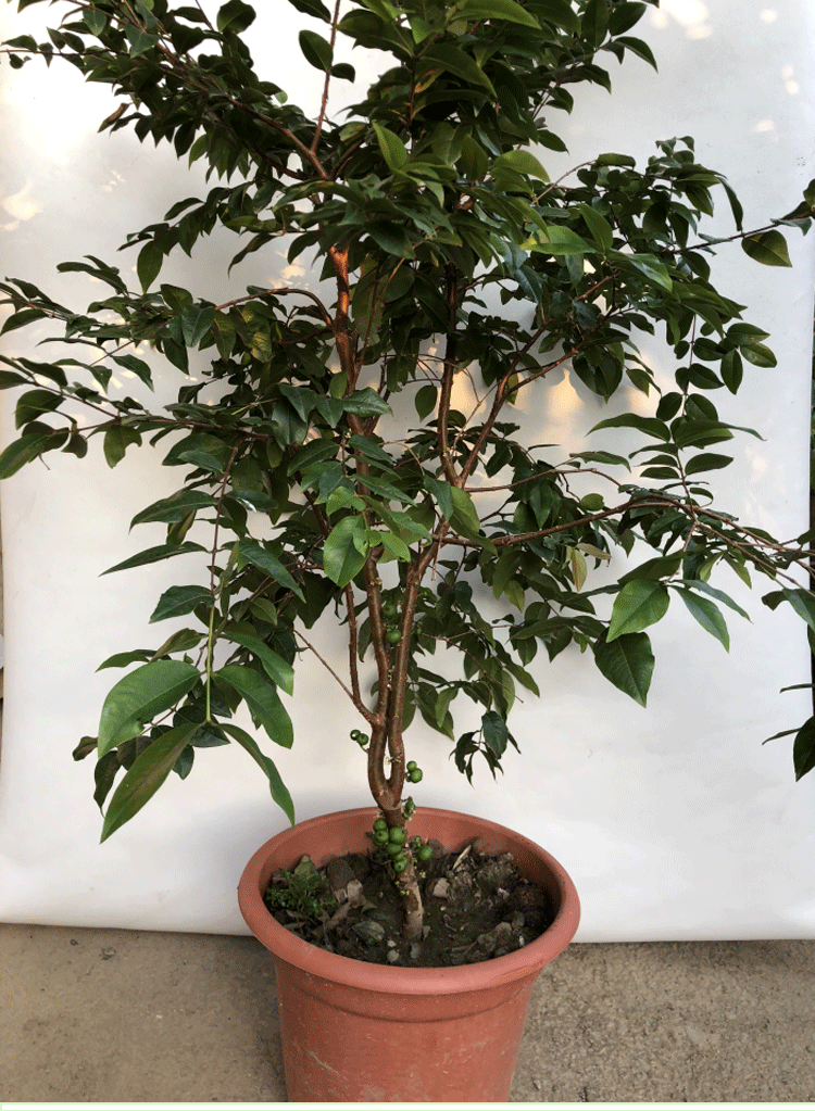 四季果树苗嘉宝果树嘉宝果树葡萄苗果树盆栽嘉宝果大树苗嘉宝果果树苗