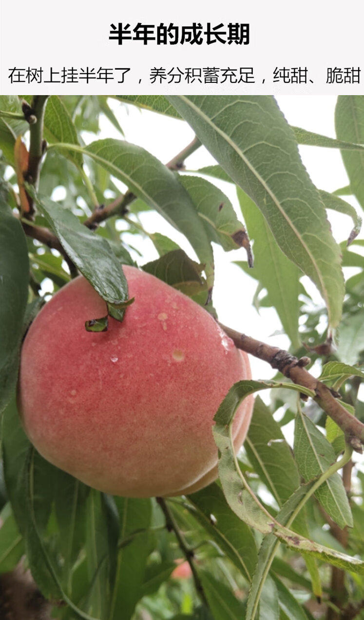 源外园 硬脆甜秋冬桃金秋红蜜桃子青岛特产水果新鲜现摘山东新鲜水果