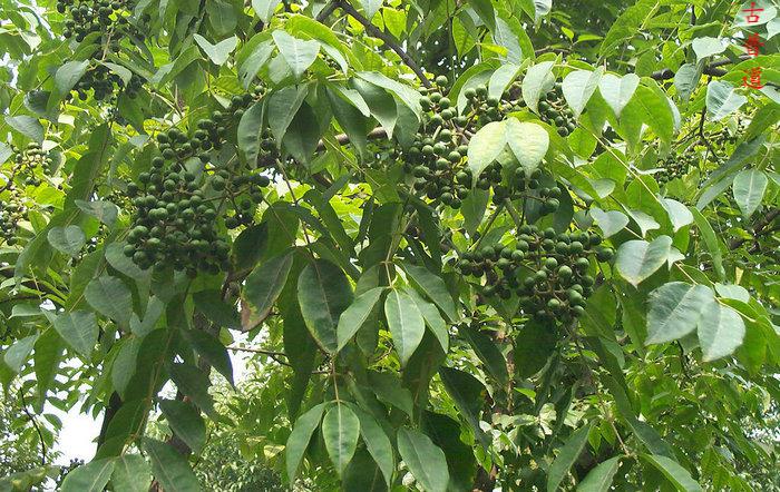 霄青竹黄柏川黄柏皮代打黄柏粉中药材黄柏丝100g