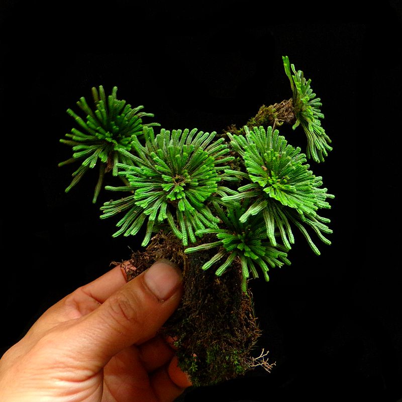 卷柏盆栽微盆景菖蒲绿色植物辐射迷你拇指盆景 乳白色冰裂款加托盘 带