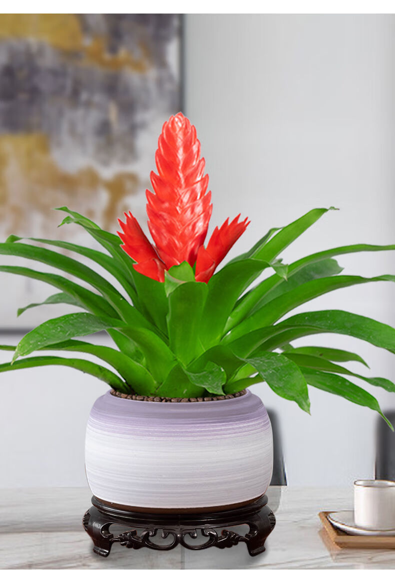 室内好养客厅四季开花大盆办公室润景 招财手 手绘淡紫盆1010 底座 带