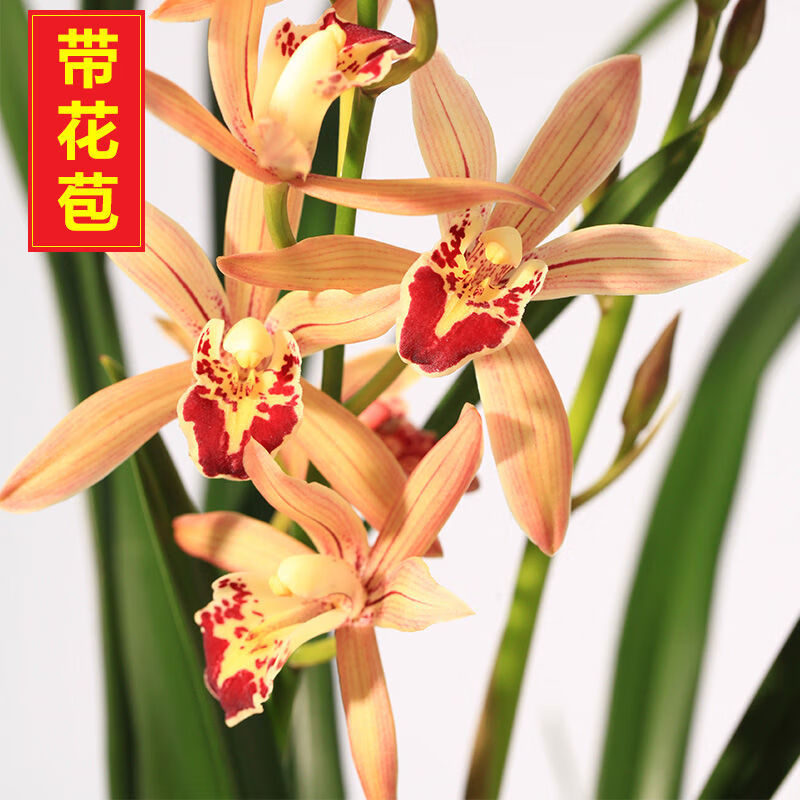 兰花】精品兰花苗盆栽建兰墨兰浓香型室内兰花 凤凰来仪【超香建兰】