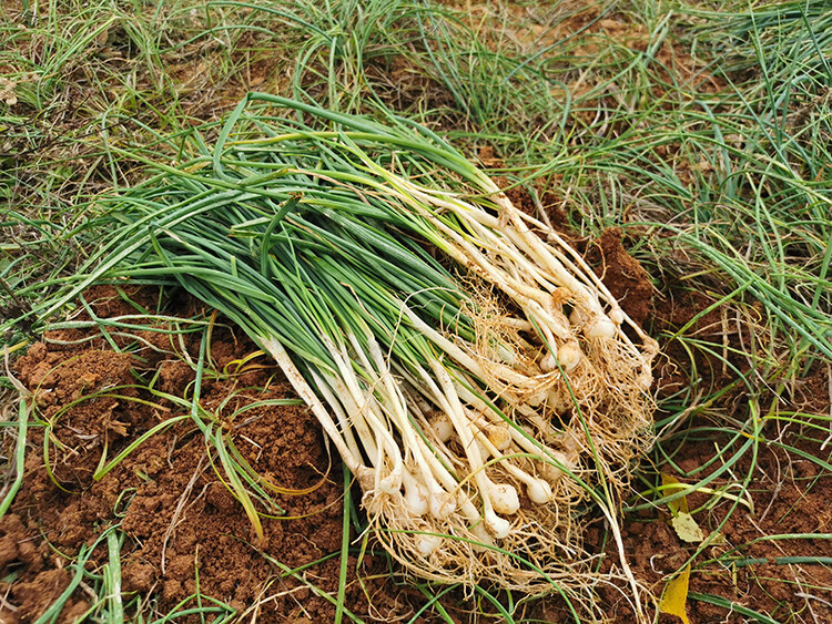 新鲜野葱野菜深山现挖现发小根蒜胡葱葱百香葱野菜苦藠头薤白500g