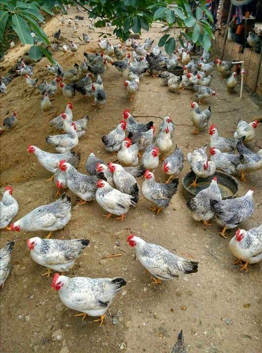 活鸡鹊山鸡半大鸡脱温鸡稻花鸡白芦花彩凤观赏鸡包