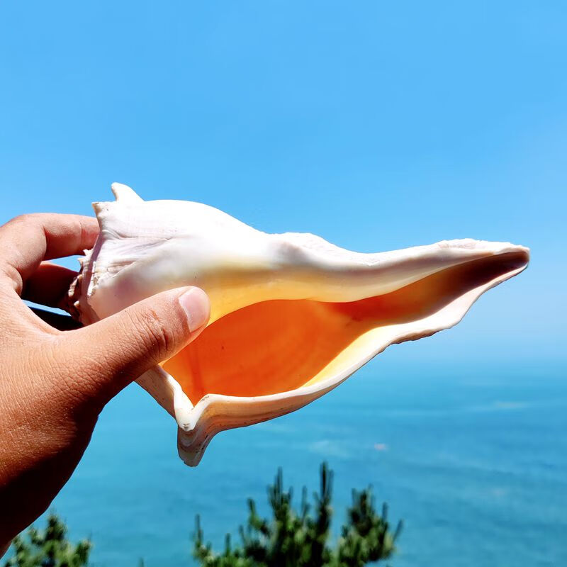 驰露 天然大海螺贝壳左旋海螺观音螺大号稀有标本鱼缸造景海鲜厨房